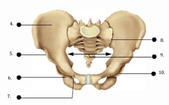 Female Pelvis Test - GoMidwife