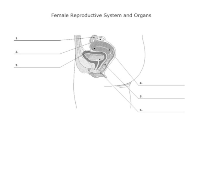 Labeling female anatomy - GoMidwife